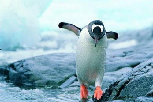 企鹅吃瓜爆料免费下载,免费下载独家秘籍大揭秘！  第2张